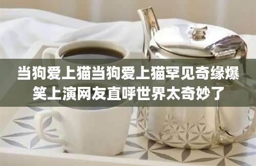 当狗爱上猫当狗爱上猫罕见奇缘爆笑上演网友直呼世界太奇妙了