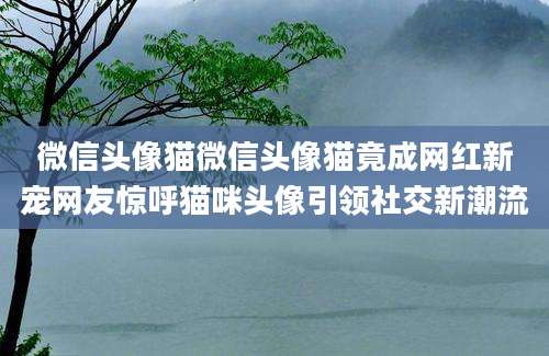 微信头像猫微信头像猫竟成网红新宠网友惊呼猫咪头像引领社交新潮流