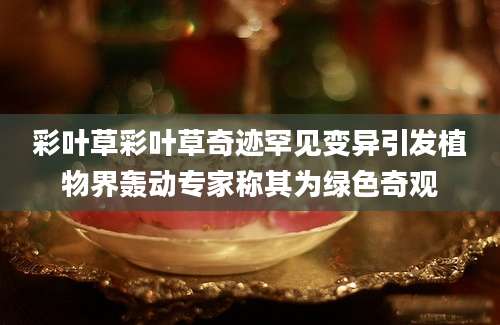 彩叶草彩叶草奇迹罕见变异引发植物界轰动专家称其为绿色奇观