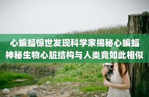 心蝙蝠惊世发现科学家揭秘心蝙蝠神秘生物心脏结构与人类竟如此相似